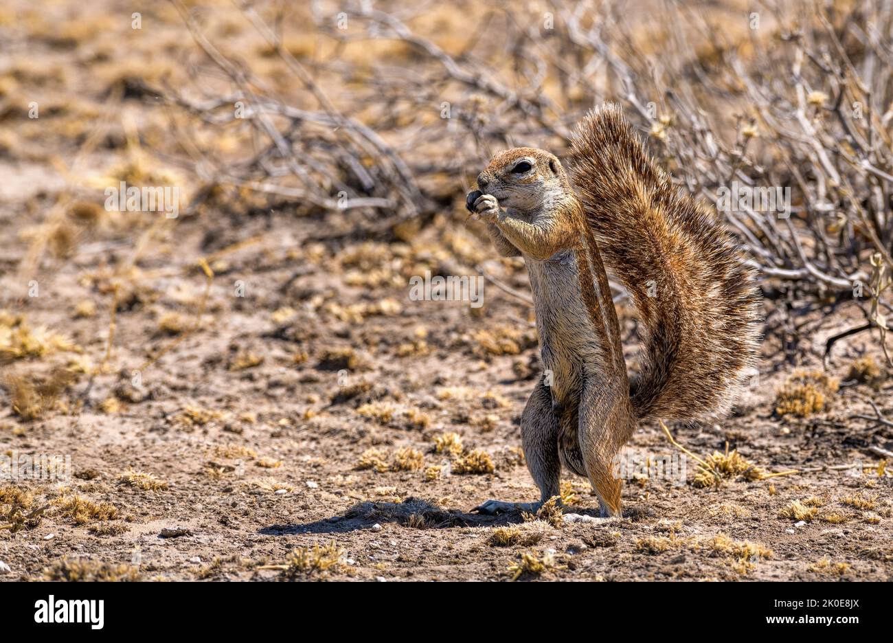 Afrikanisches Eichhörnchen mit erhöhtem Schwanz, Central Kalahari Game Reserve, Botswana Stockfoto