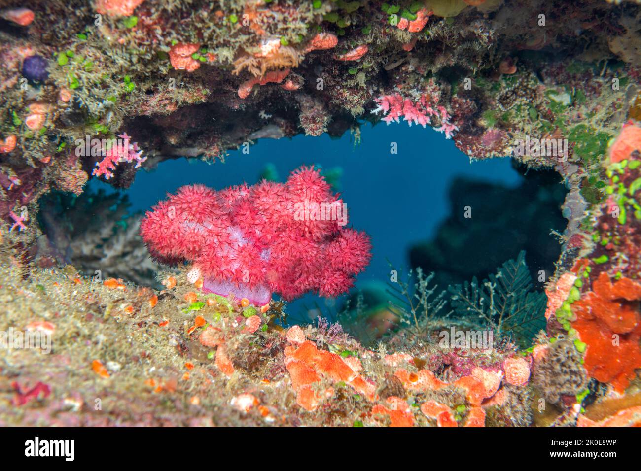 Die Nahaufnahme der rosa tropischen, weichen Korallen an einem lebendigen Riff zeigt die komplizierten und zarten Details, die sich auf der Koralle zu einem wunderschönen Leben el besiedeln Stockfoto