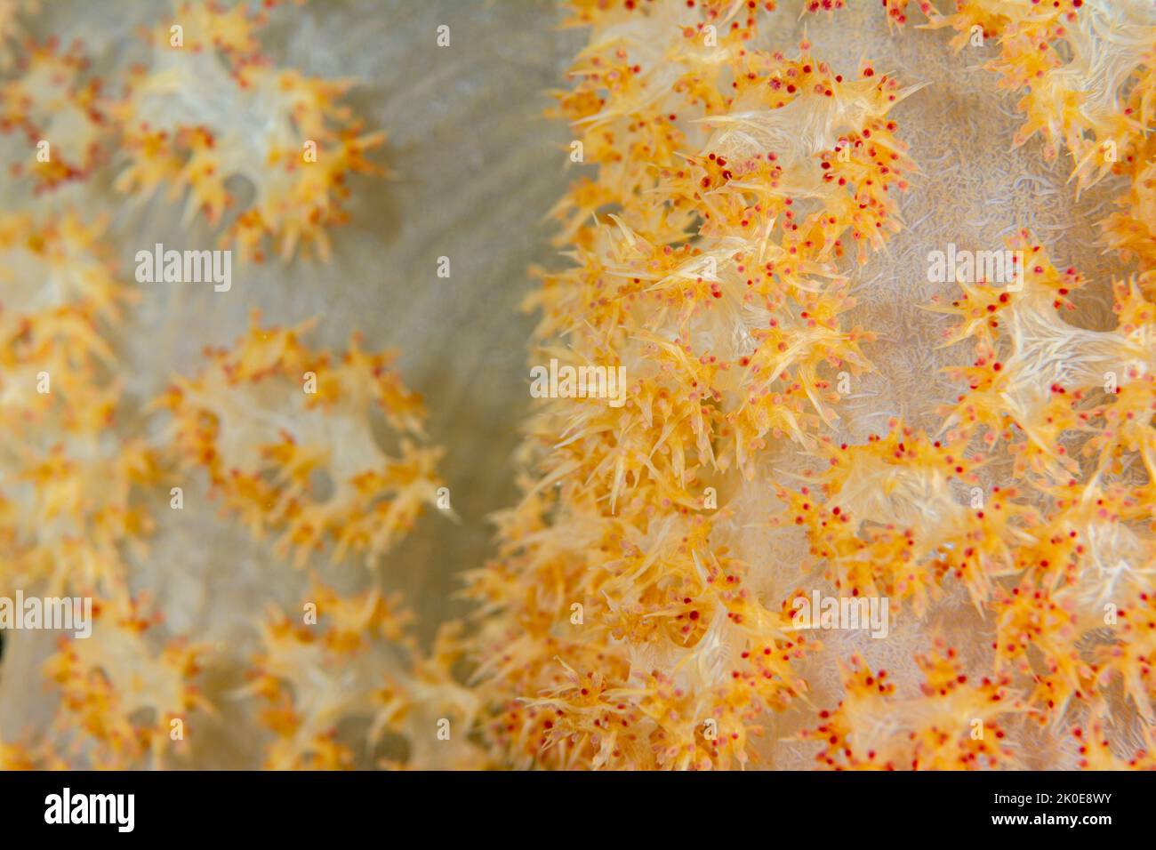 Nahaufnahme der tropischen Weichkorallen zeigt die komplizierten und zarten Tiere, die sich auf den Korallen zu einem wunderschönen Lebenselement im südlichen paci besiedeln Stockfoto