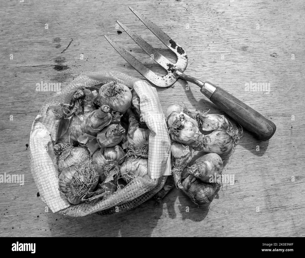 Narscissi und Daffodils Zwiebeln bereit für die Pflanzung im Herbst. Schwarzweißbild mit starker Beleuchtung. Stockfoto