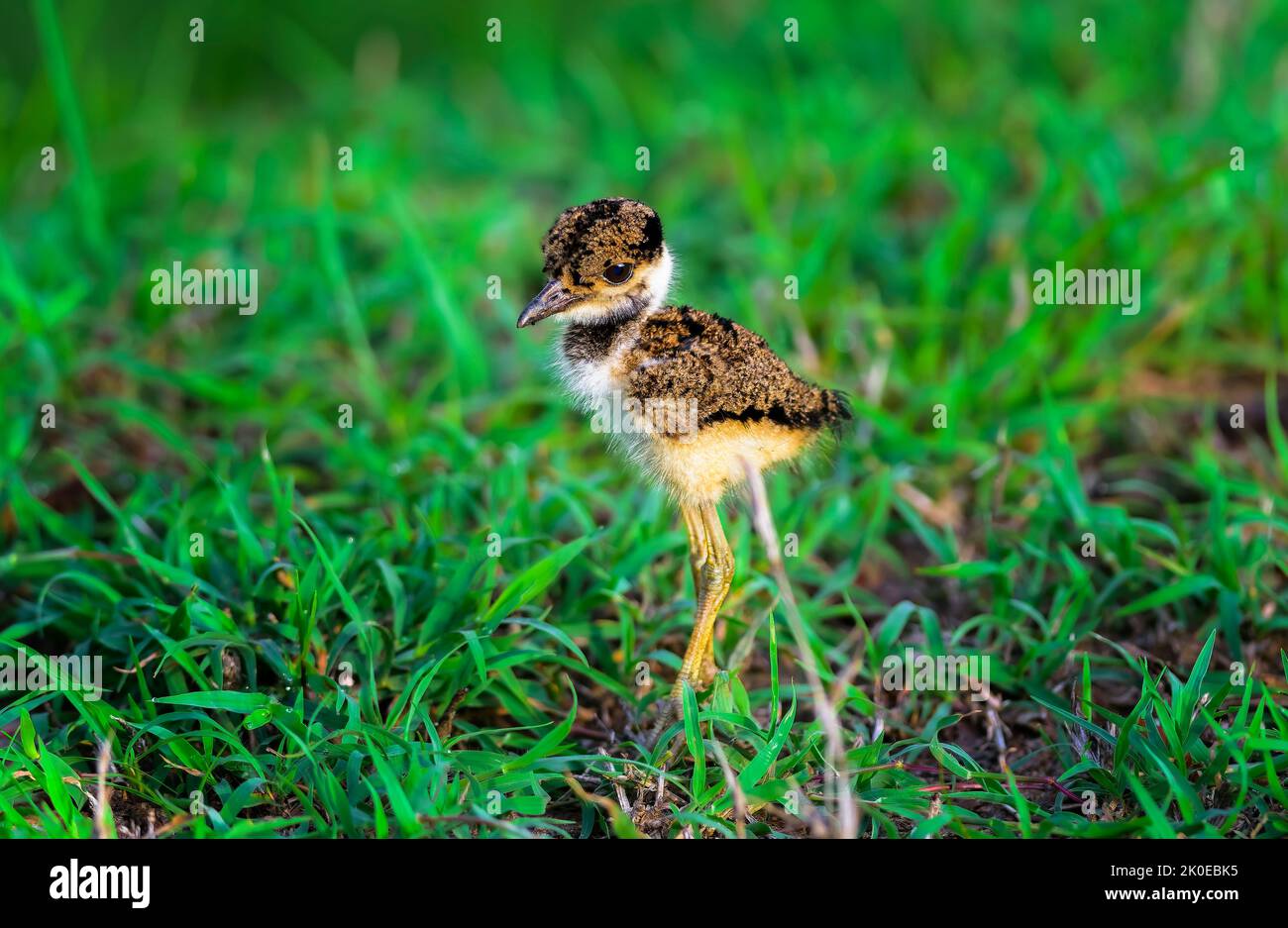 Kleines Küken mit rotwattled Lapwing, Vanellus indicus mit Kopierraum Stockfoto