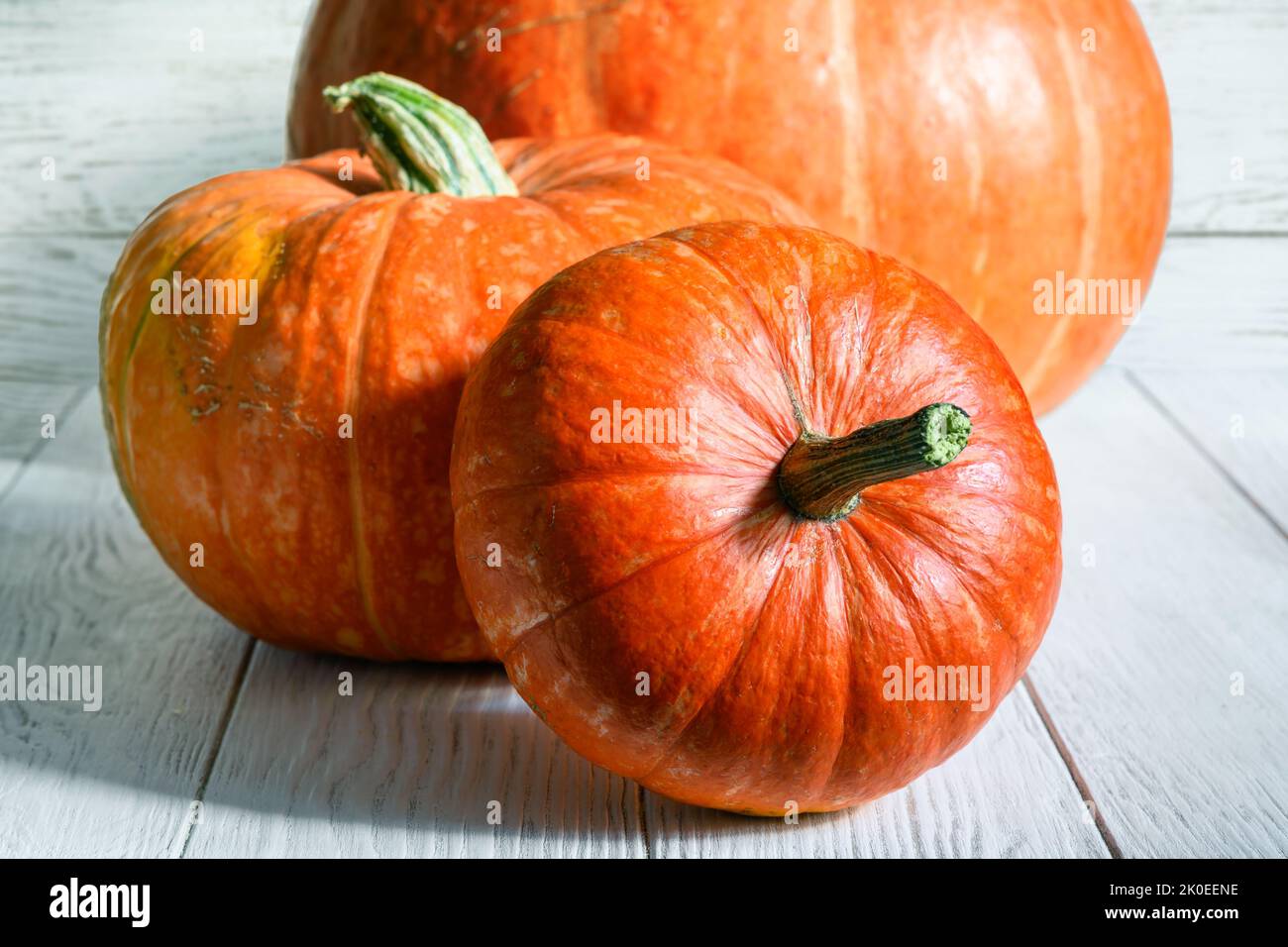 Kürbisse auf weißem Holztisch für Thanksgiving und Halloween Thema. Stillleben von Orangengemüse, Ganzkürbis gegen rustikale Holzbretter. Organisch Stockfoto