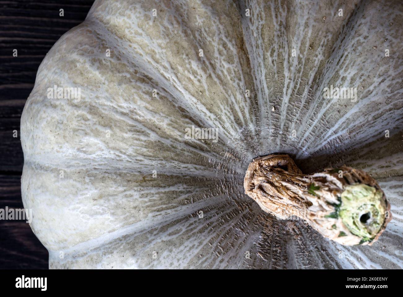 Kürbis Nahaufnahme Hintergrund, Makro Draufsicht. Vollgemüse mit Wurzel, rohe Bio-Lebensmittel im Innenbereich. Foto von weißem Kürbis, Naturmuster. Konzept des Th Stockfoto