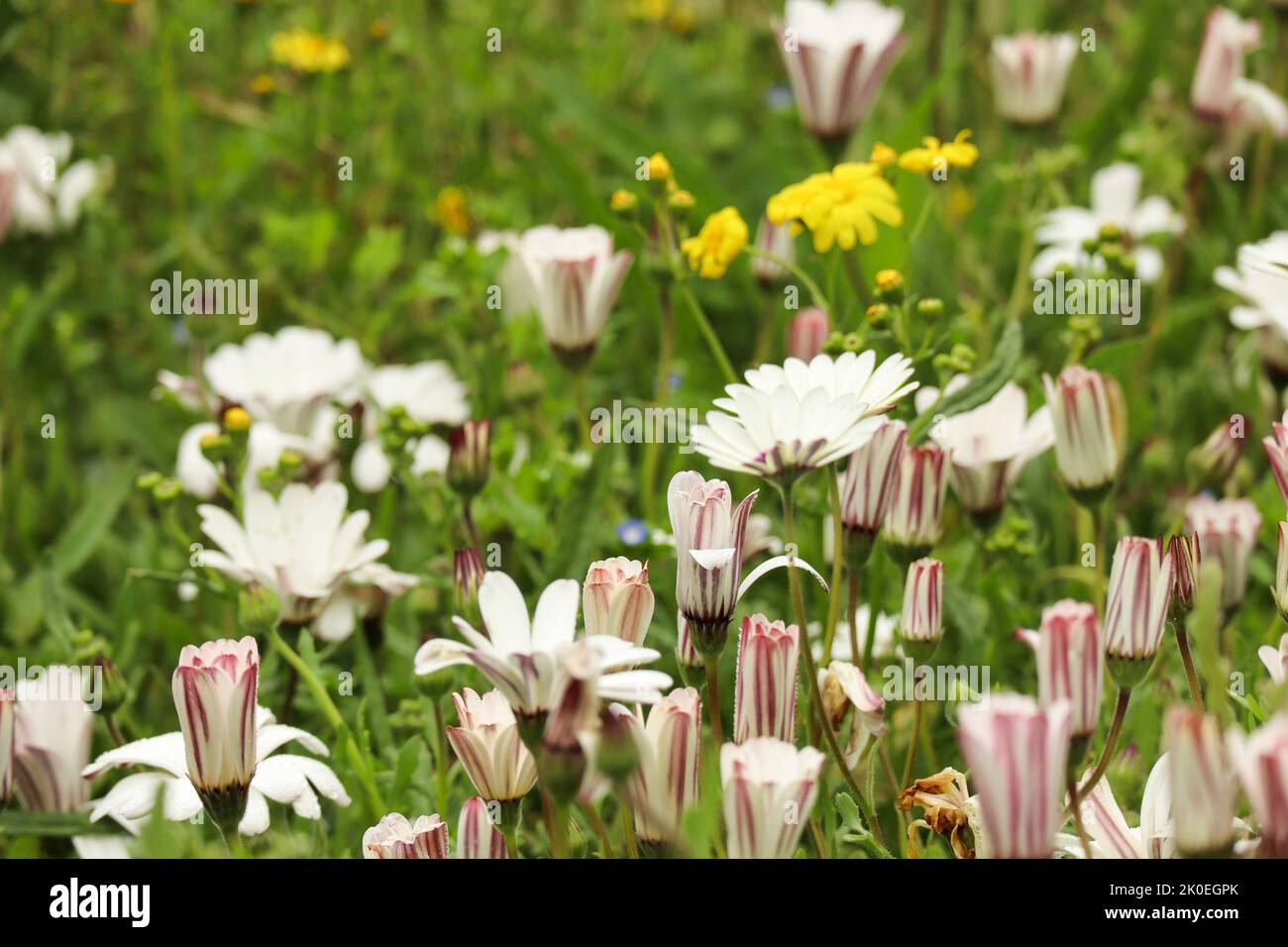 Wildblumen blühen im Frühling. Kirstenbosch Botanical Gardens in Kapstadt Südafrika. Gänseblümchen-Felder blühen während des Saisonwechsels Stockfoto