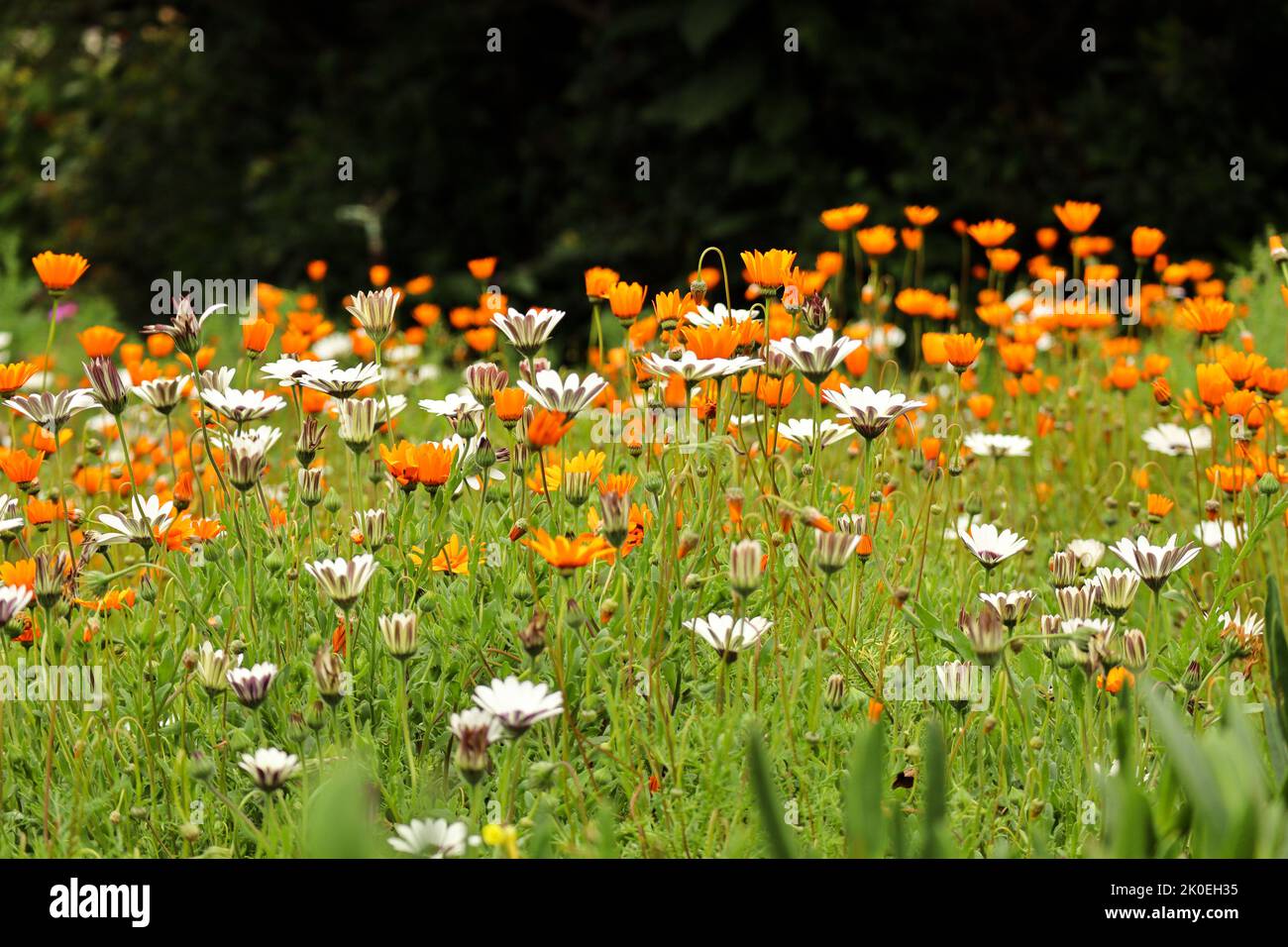 Wildblumen blühen im Frühling. Kirstenbosch Botanical Gardens in Kapstadt Südafrika. Gänseblümchen-Felder blühen während des Saisonwechsels Stockfoto
