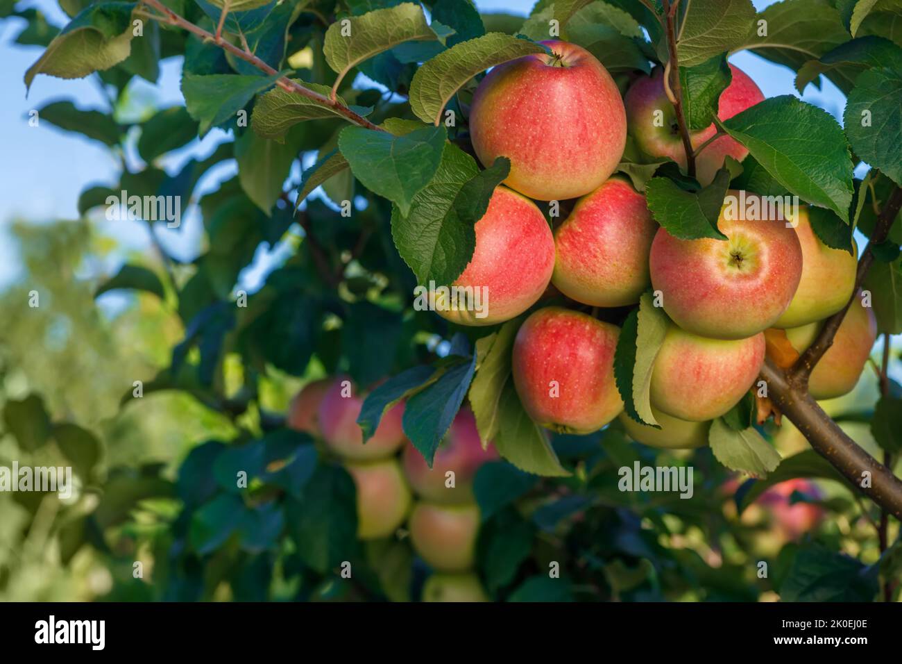 Rote Äpfel auf Ast im Garten mit blauem Himmel auf dem Hintergrund Stockfoto