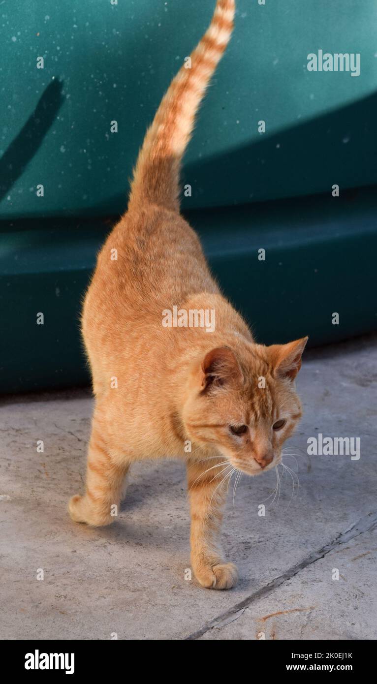 Kleine tabby-orangene Katze. Haustiere. Haustiere Stockfoto