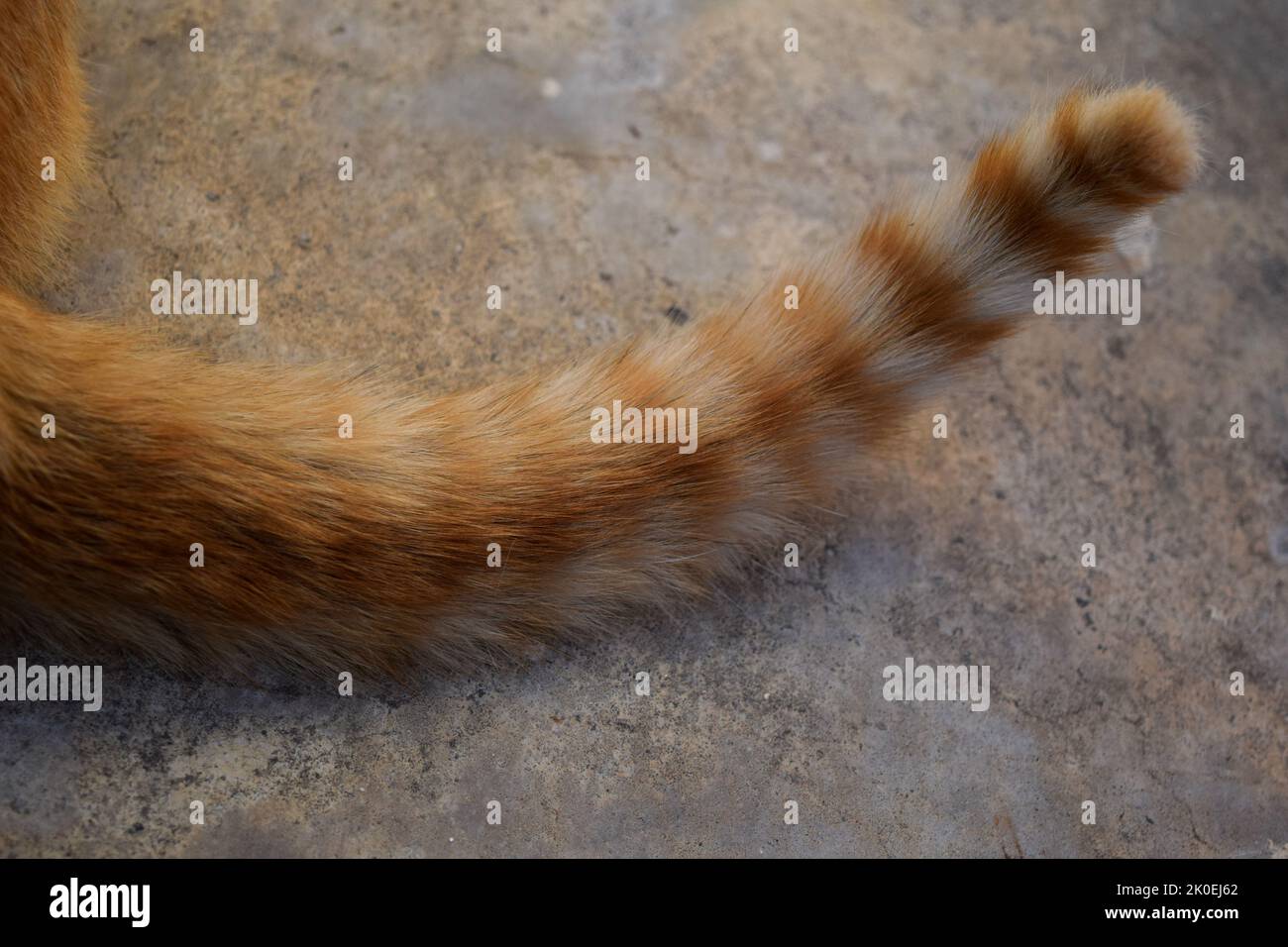 Kleine tabby-orangene Katze. Haustiere. Haustiere Stockfoto