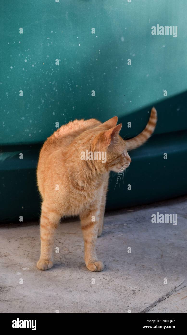 Kleine tabby-orangene Katze. Haustiere. Haustiere Stockfoto