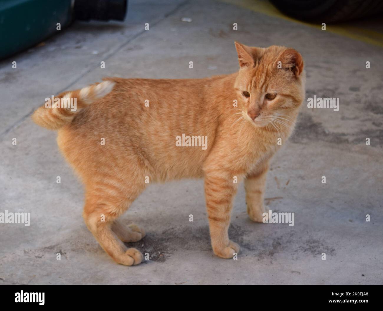 Kleine tabby-orangene Katze. Haustiere. Haustiere Stockfoto