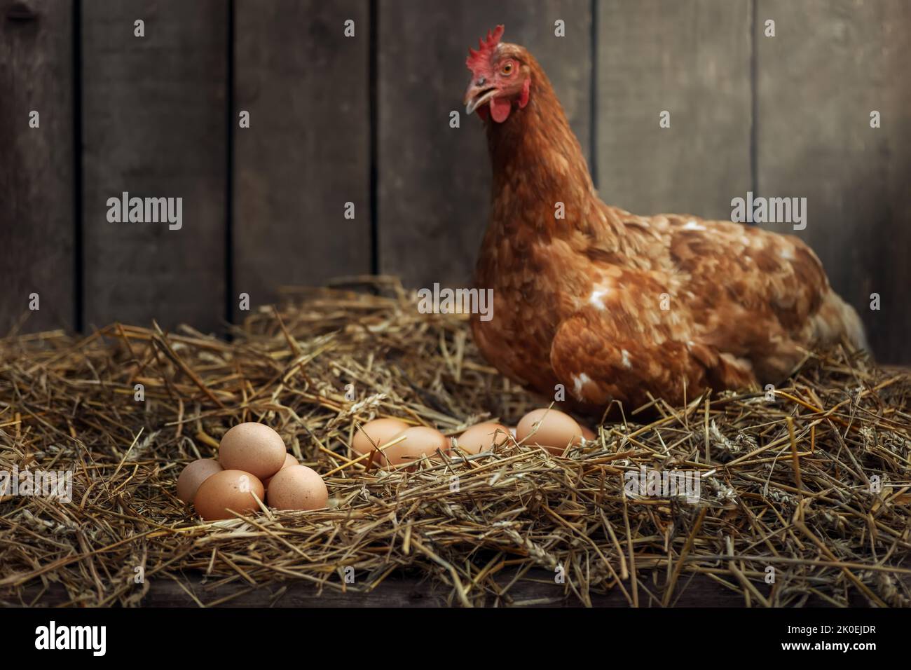 Haufen Eier mit rotem Huhn in trockenem Stroh in einem hölzernen Hühnerstall Stockfoto