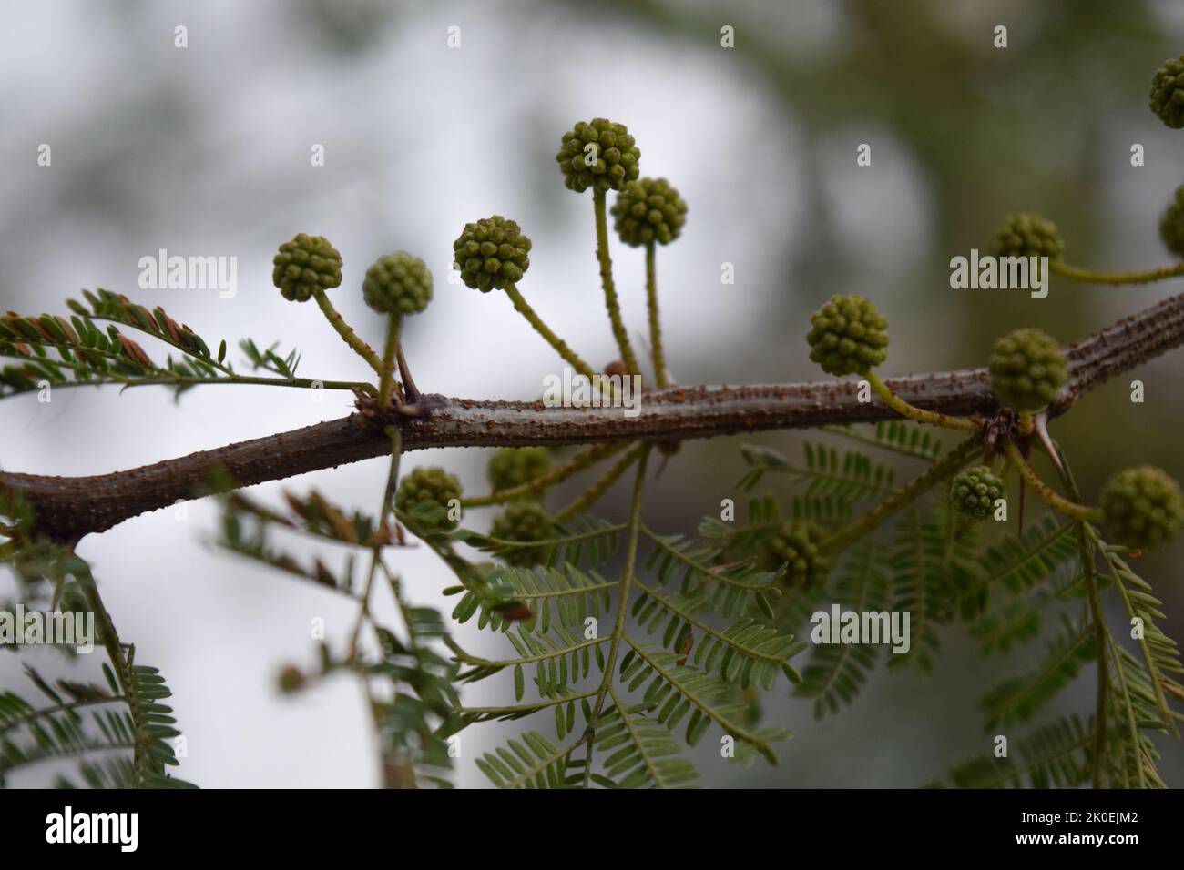 Gelbe Blüten eines akazienkörbs Stockfoto