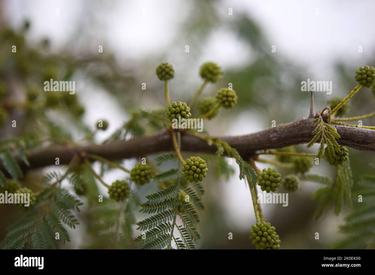 Gelbe Blüten eines akazienkörbs Stockfoto