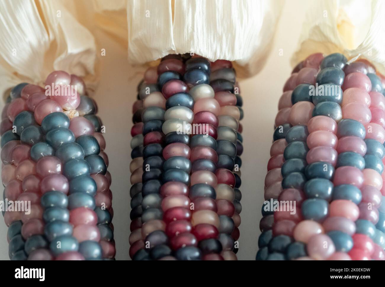 Zea Mays Glas Edelstein Maiskolben, auch bekannt als Calico, Feuerstein oder Fiesta Mais, mit bunten Körnern. In einem Stadtgarten in London, Großbritannien, angebaut. Stockfoto