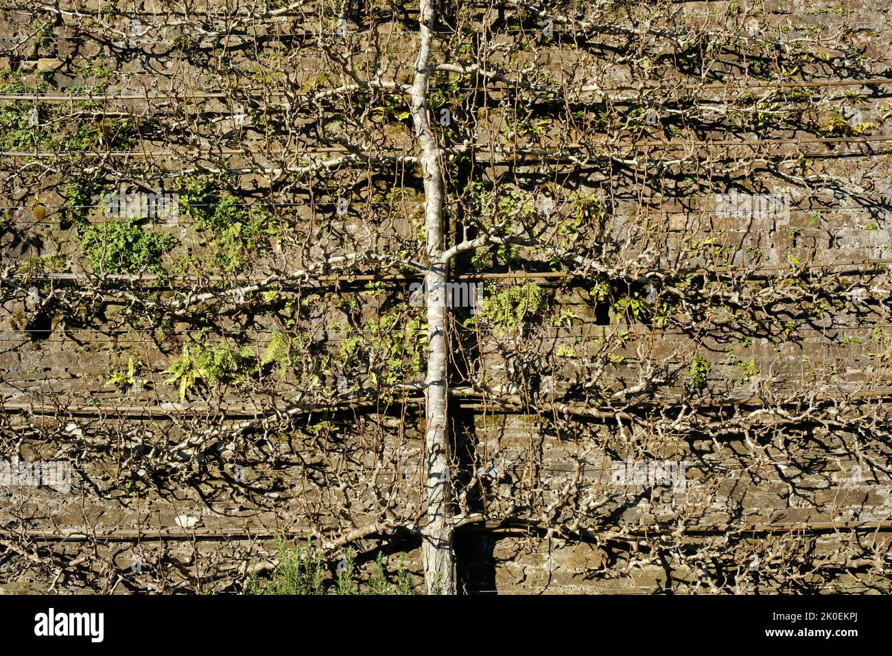 Espalier trainierte Birnenbaum im Winter - John Gollop Stockfoto