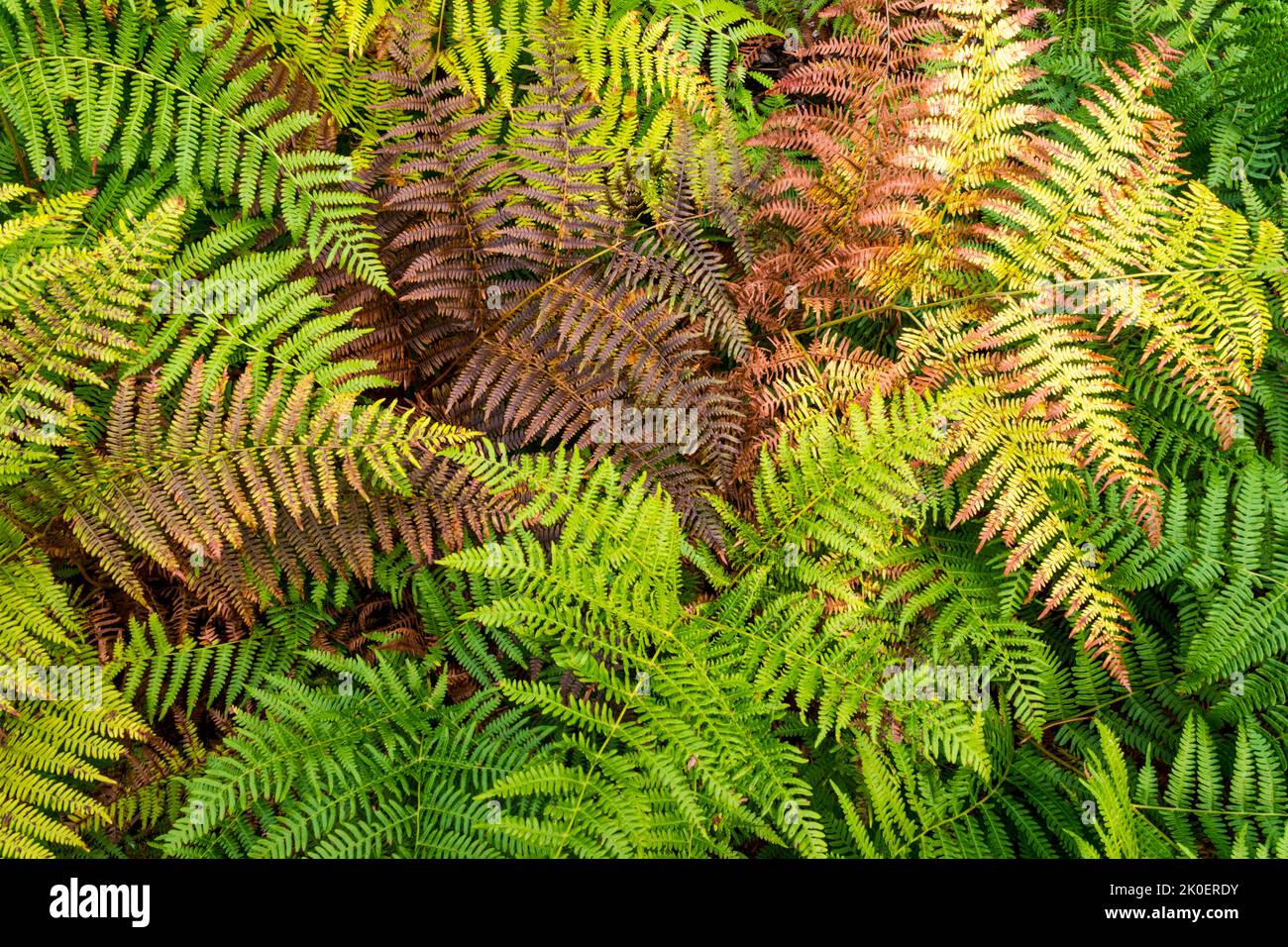 Gemeinsamen Bracken, Pteridium Aquilinum. Stockfoto