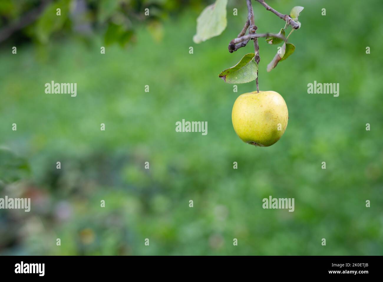 Reif Golden Delicious Apfel hängen auf Zweig mit verschwommenem Hintergrund Stockfoto