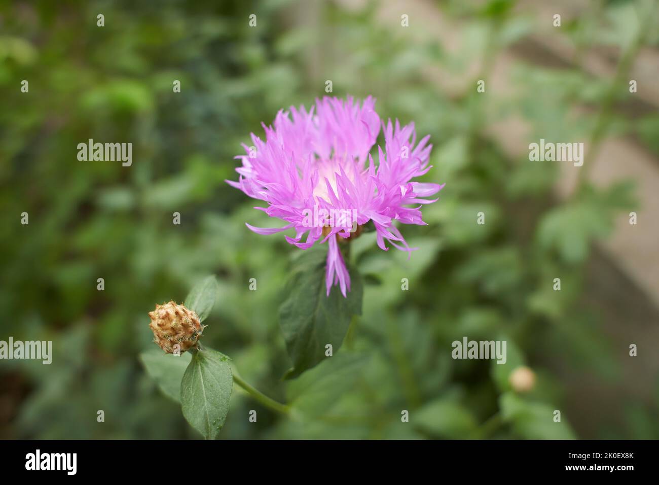 Persische Kornblume. Pseuhellus dealbatus, die persische Kornblume oder Weißwasch-Kornblume. Diese Pflanze ist in der Türkei beheimatet, aber sie wird weit verbreitet a kultiviert Stockfoto