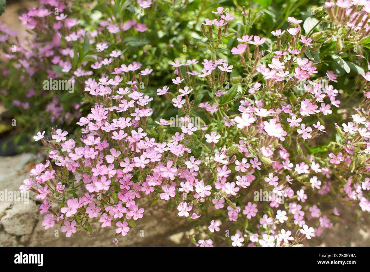 Blühendes Steinseifkraut, Saponaria ocymoides. Saponaire de Montpellier - mehrjährige Blüten. Stockfoto