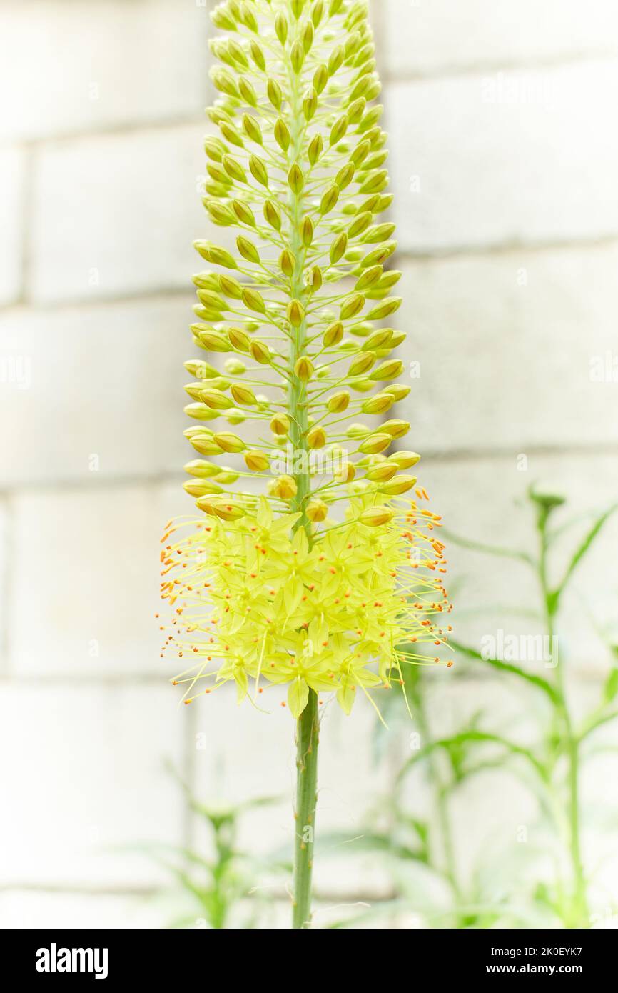 Steppelilje Eremurus stenophyllus. Blütenstand von Eremurus schmal-blättrigen Bungei oder stenophyllus close-up - Zierpflanze, schöner gelber Foxtai Stockfoto