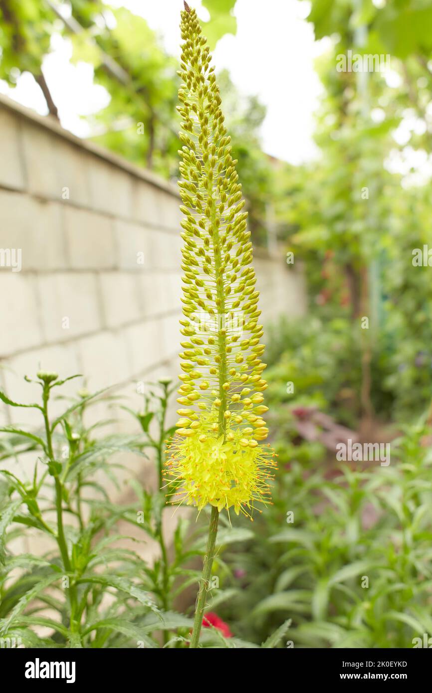 Steppelilje Eremurus stenophyllus. Blütenstand von Eremurus schmal-blättrigen Bungei oder stenophyllus close-up - Zierpflanze, schöner gelber Foxtai Stockfoto