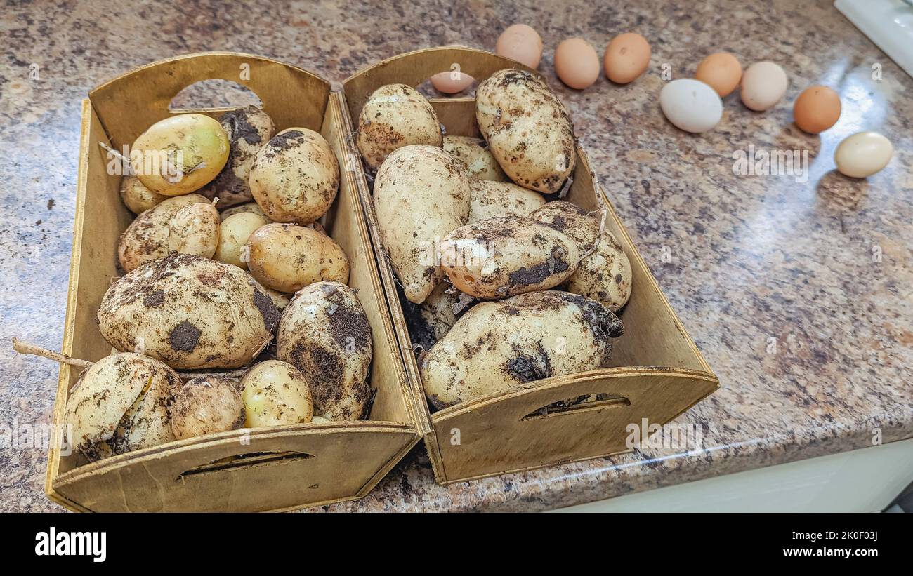 Sammlung frisch gegrabener Kartoffeln und frisch gesammelter Eier aus einem selbstnachhaltigen Marktgarten. Stockfoto