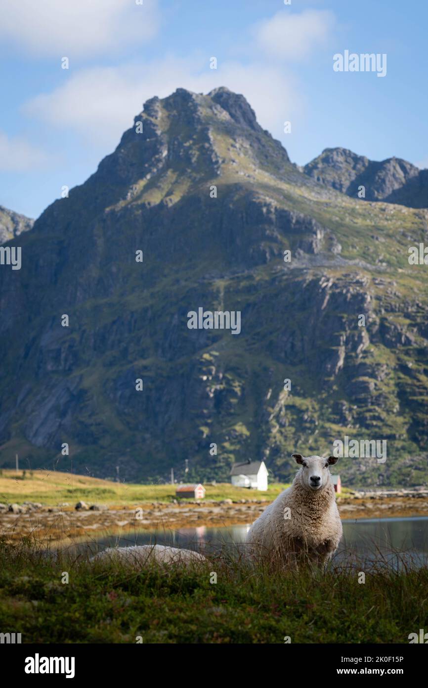 Schafe grasen in den Bergen der Lofoten-Inseln, Norwegen Stockfoto