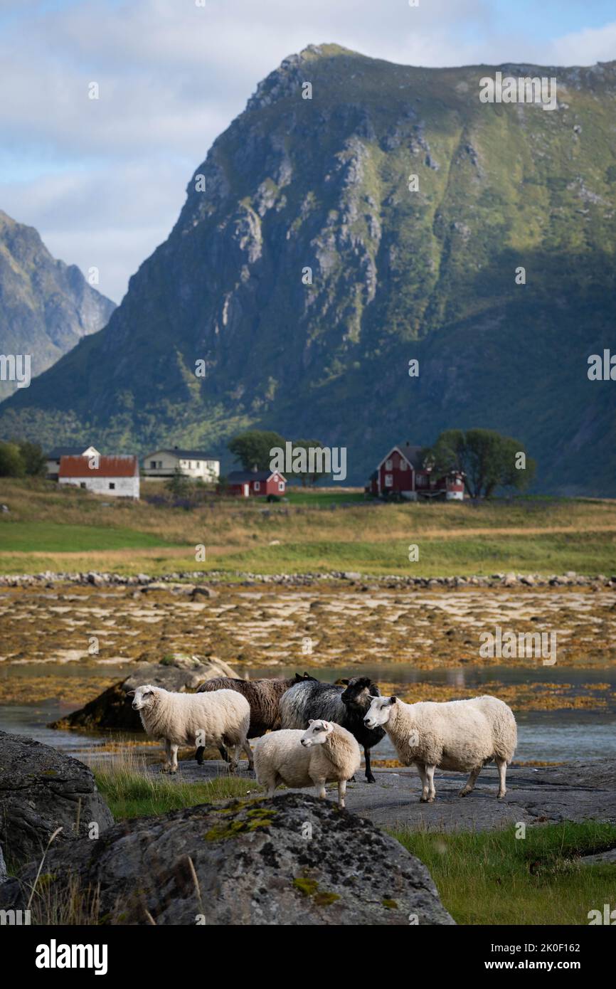 Schafe grasen in den Bergen der Lofoten-Inseln, Norwegen Stockfoto