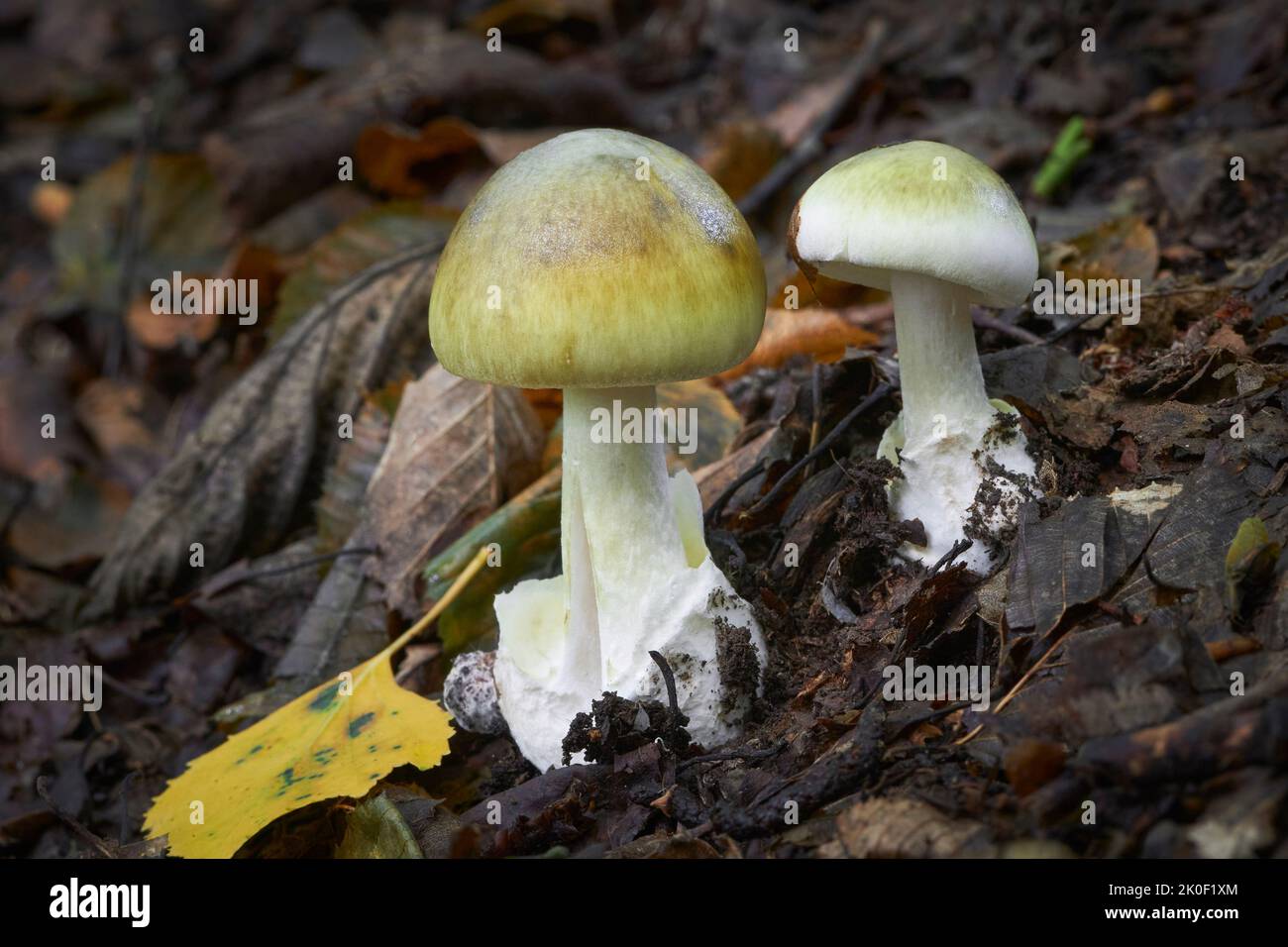 Amanita phalloides giftiger und gefährlicher Pilz, allgemein bekannt als die Todeskappe Stockfoto