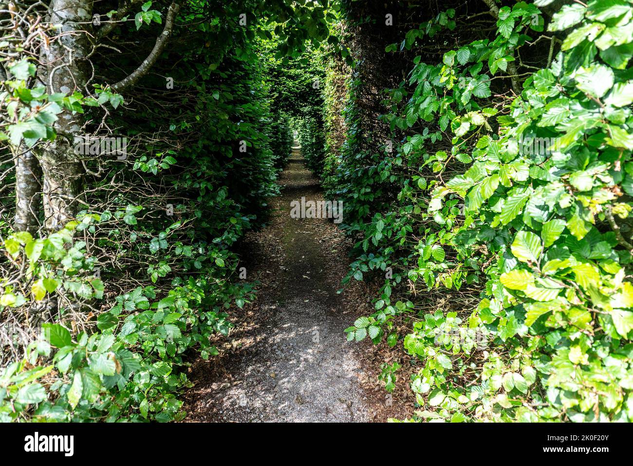 Ein enger, belaubter, überdachter Gehweg im Strokestown Park, Roscommon, Irland. Stockfoto