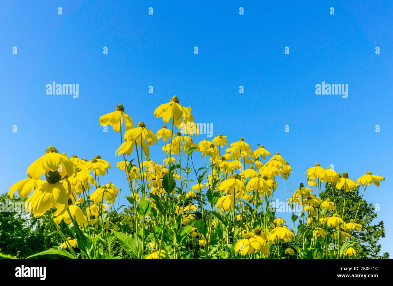 Der wunderschöne, gelb blühende Rudbeckia Laciniata, ein grüner, hoher Conflower, der hier vor einem klaren, blauen Himmel abgebildet ist. Stockfoto