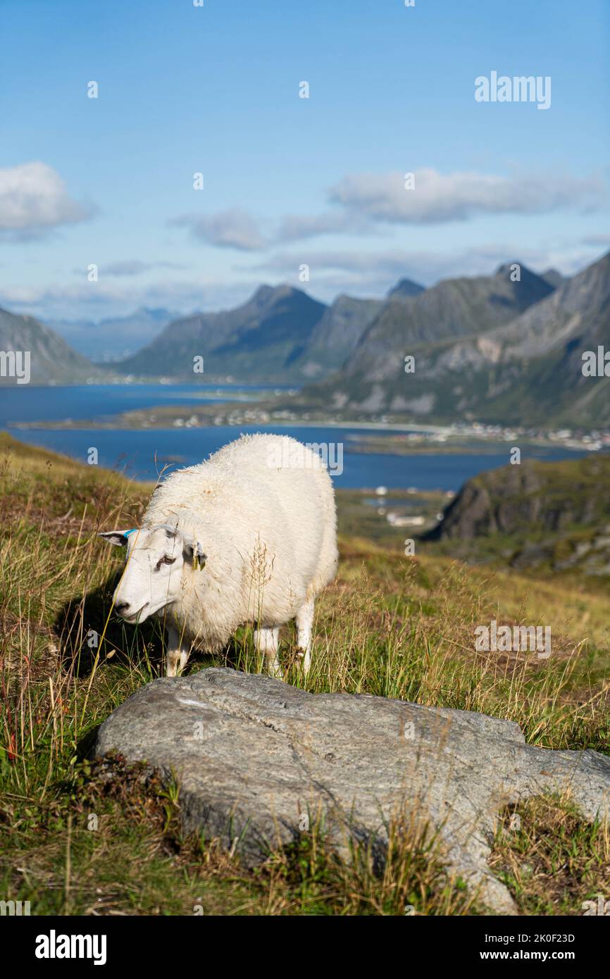 Schafe grasen in den Bergen der Lofoten-Inseln, Norwegen Stockfoto