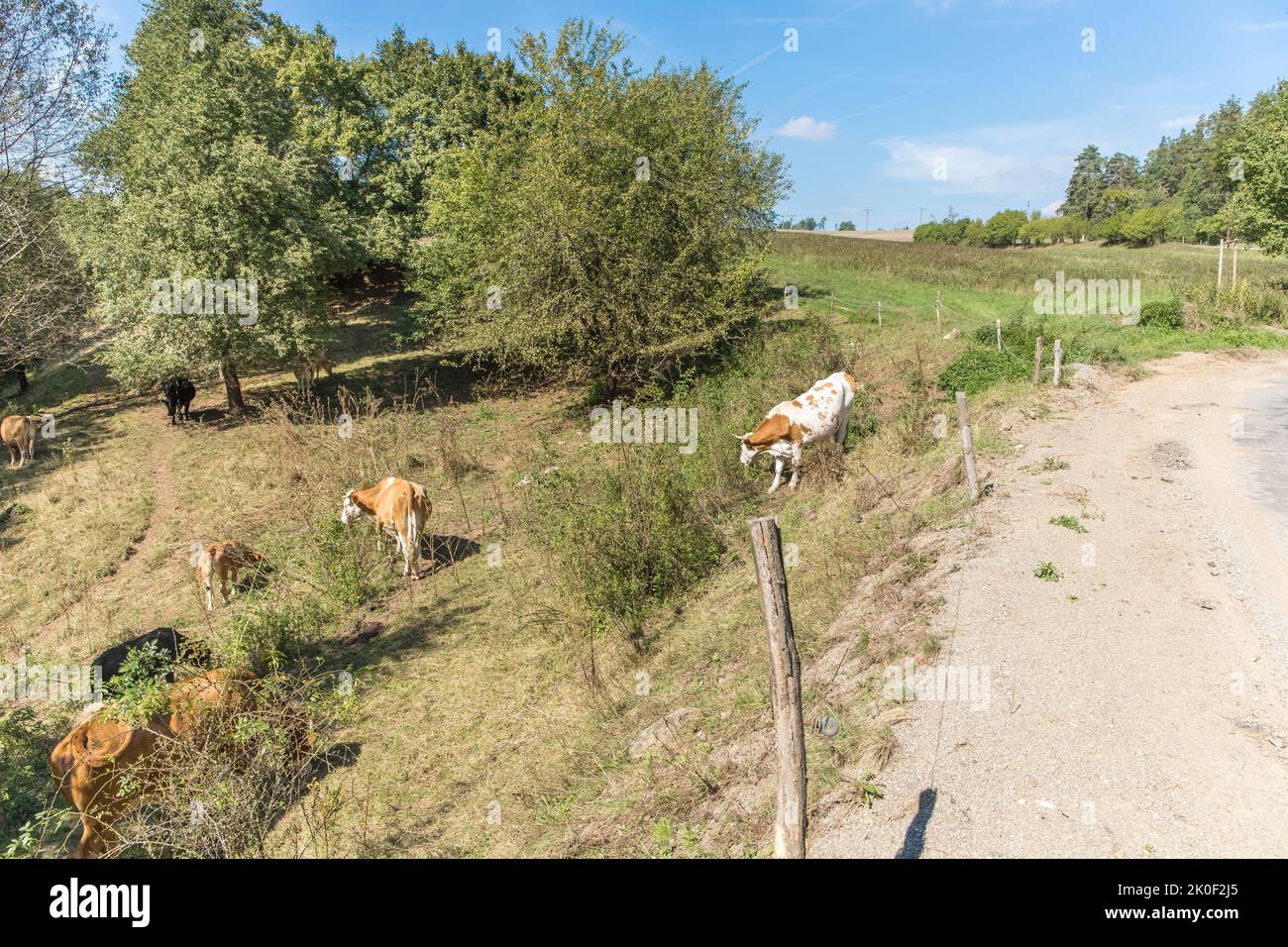 Kühe an der Straße in der tschechischen Landschaft. Viehzucht. Farmlandschaft. Das Ende des Sommers. Ein Ort für Urlaub. Stockfoto