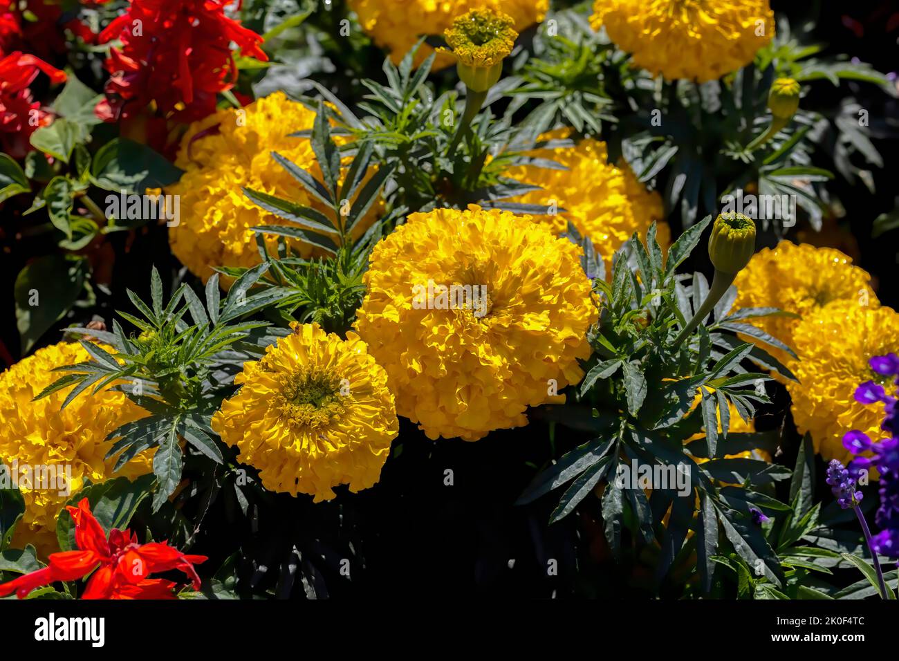 Tropische hellgelbe Ringelblume (Tagetes erecta) in einem Spätsommergarten Stockfoto