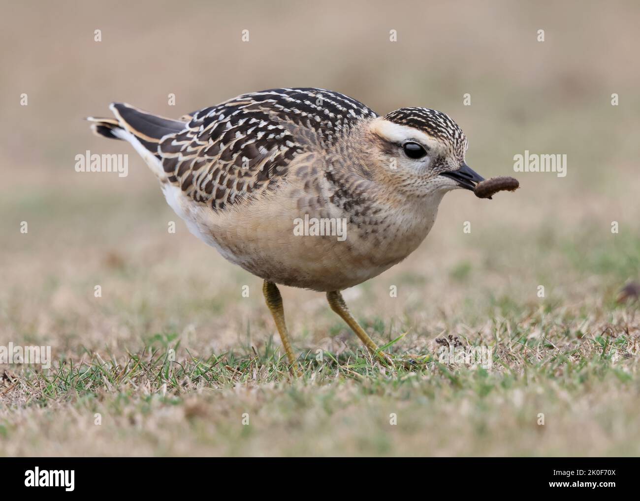 Dotterel sorgte bei lokalen Vogelbeobachtern auf Cleeve Hill Gloucestershire für Aufsehen Stockfoto