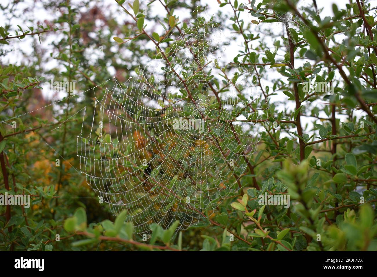 Spinnennetz in einer Hecke an einem nebligen Tag. Stockfoto