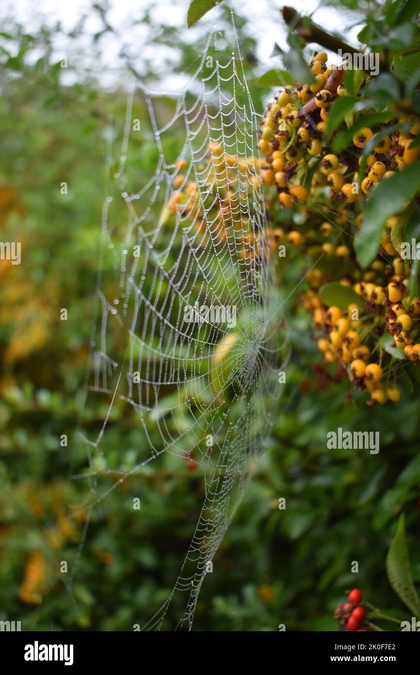 Spinnennetz in einer Hecke an einem nebligen Tag. Stockfoto