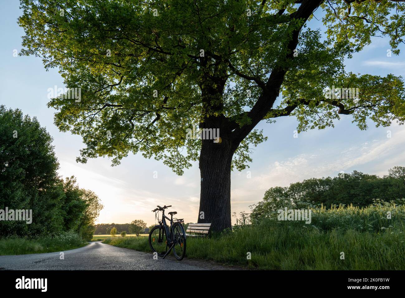 Naturdenkmal stacheligen Eiche 'Snetbrink' mit Fahrrad und Bank in der Nähe von Petershagen Stockfoto