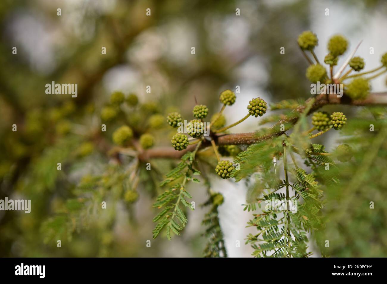 Gelbe Blüten eines akazienkörbs Stockfoto
