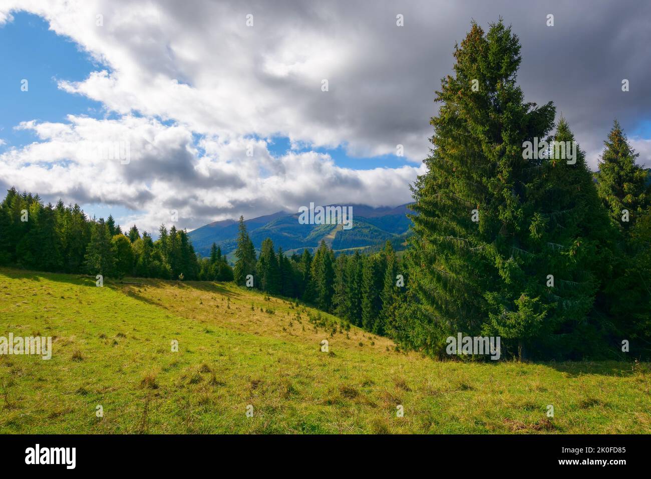 karpaten-Landschaft im Herbst. Fichten auf dem grasbewachsenen Hügel unter einem wolkigen Himmel. Ländliches Tal und Bergrücken in der Ferne. Naturlandschaft Stockfoto