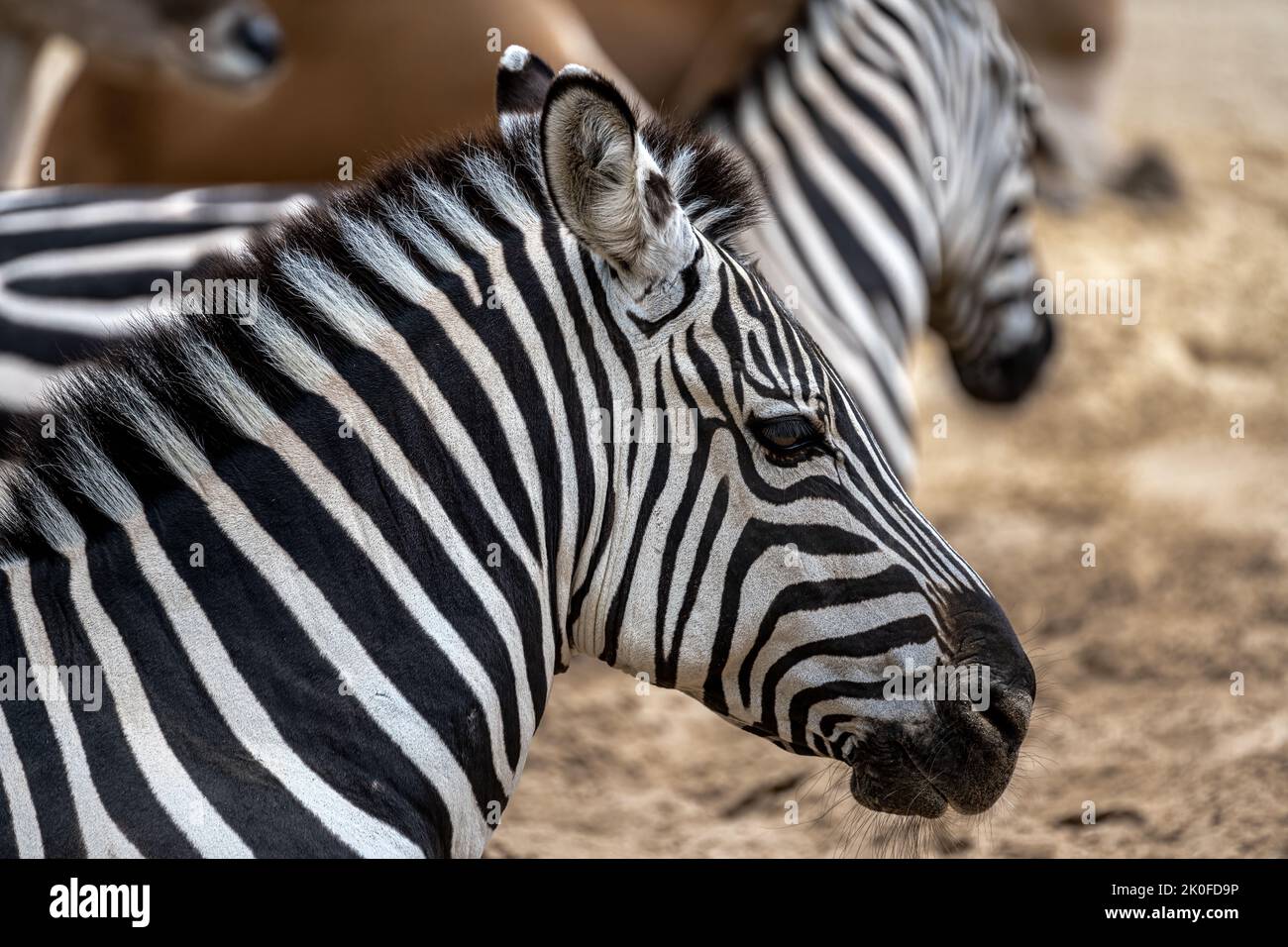 Grant Zebra (Equus Quagga Boehmi) Stockfoto