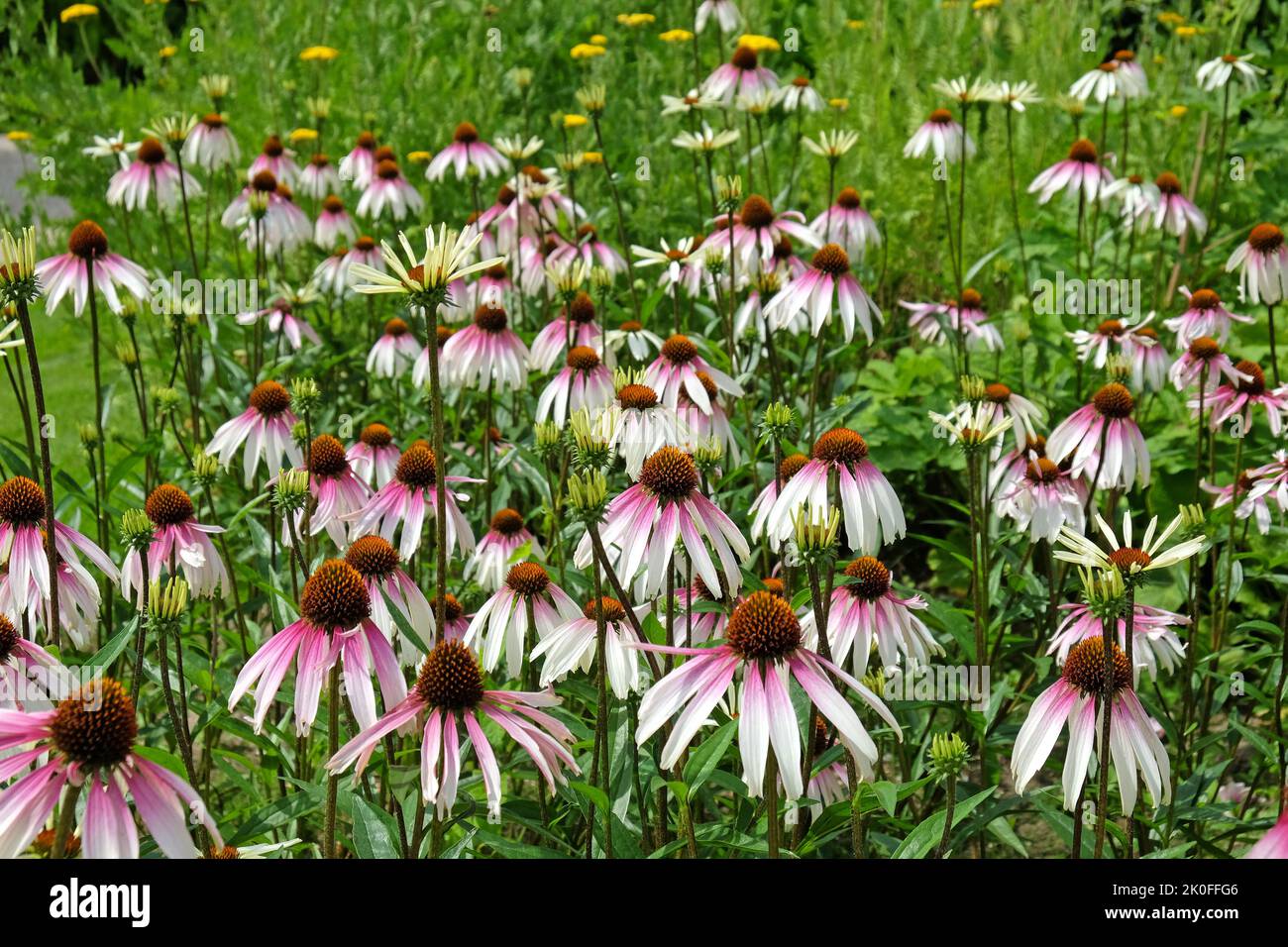 Echinacea pallida, Kegelblume, blüht. Stockfoto