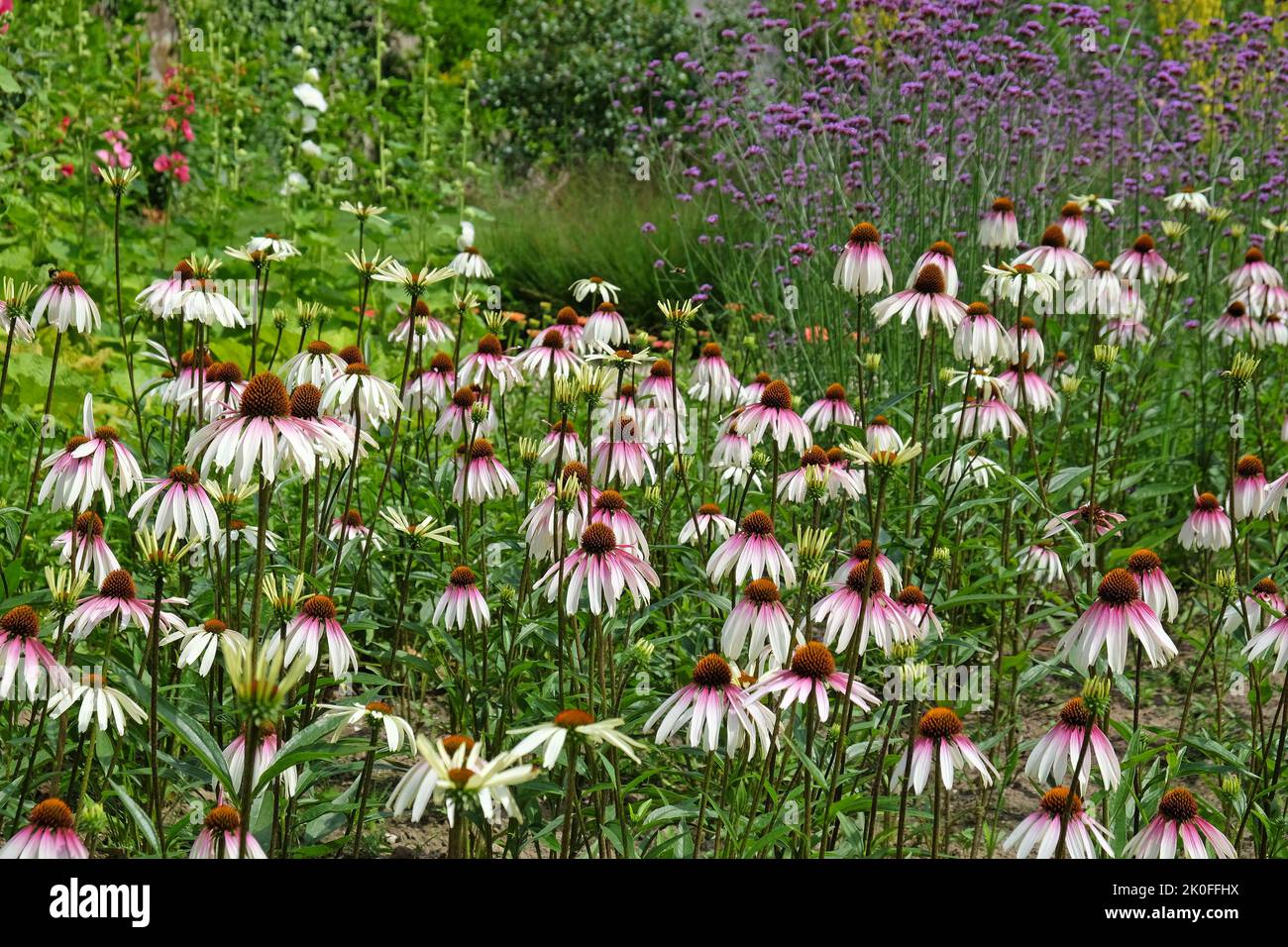 Echinacea pallida, Kegelblume, blüht. Stockfoto
