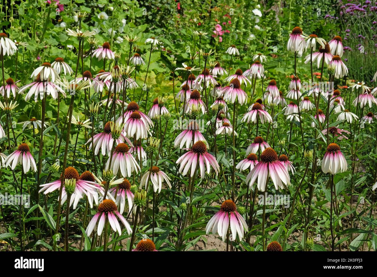 Echinacea pallida, Kegelblume, blüht. Stockfoto