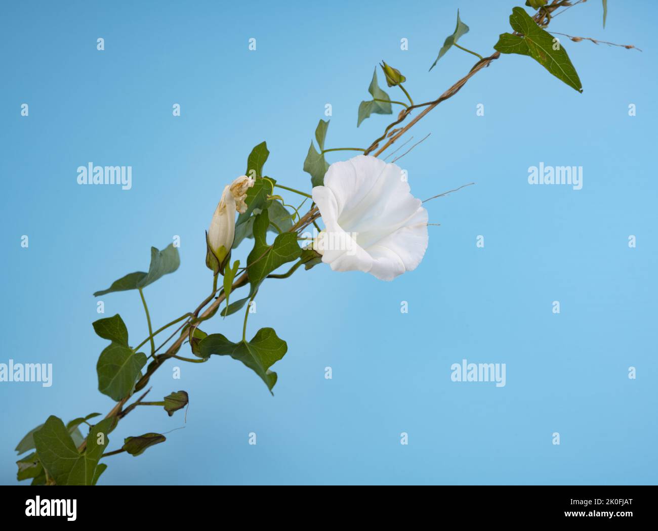 Convolvulus arvensis isoliert auf hellblauem Hintergrund Stockfoto
