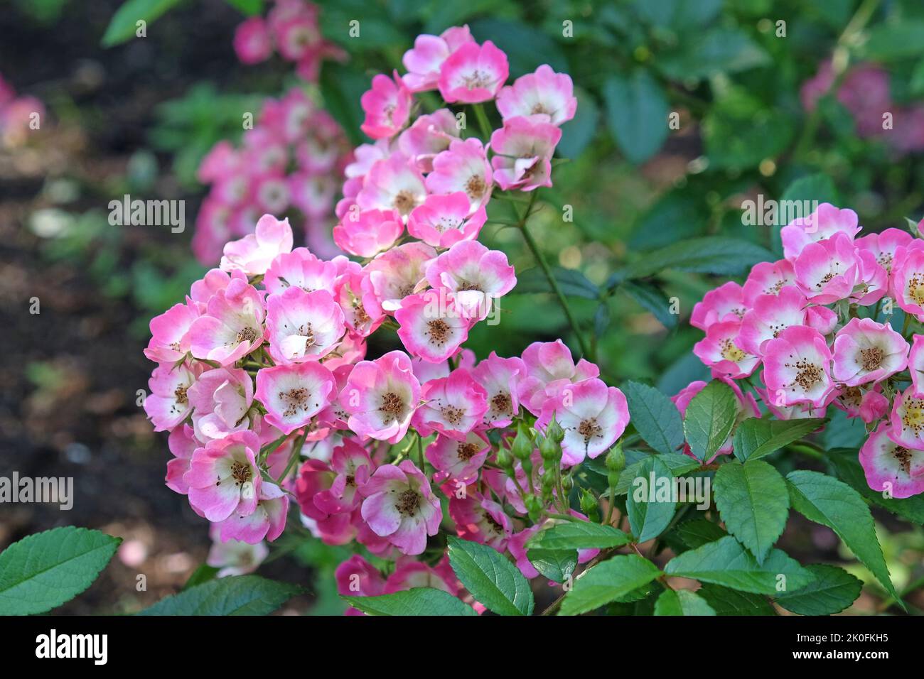 Bodendeckerrose, duftter Teppich, in Blüte. Stockfoto