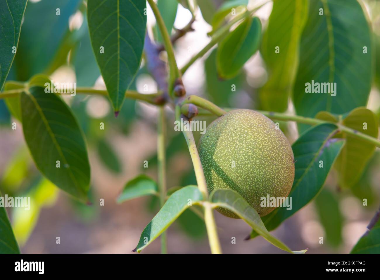 Walnuss auf dem Ast. Bio vegane Lebensmittel Produktion Hintergrundbild. Walnussbaum. Stockfoto