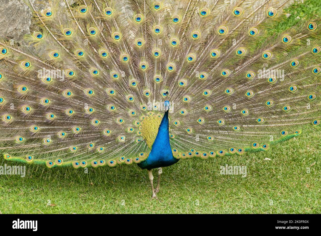 Ein blauer Pfau, der seinen Schwanz auf grünem Gras fächeln kann Stockfoto