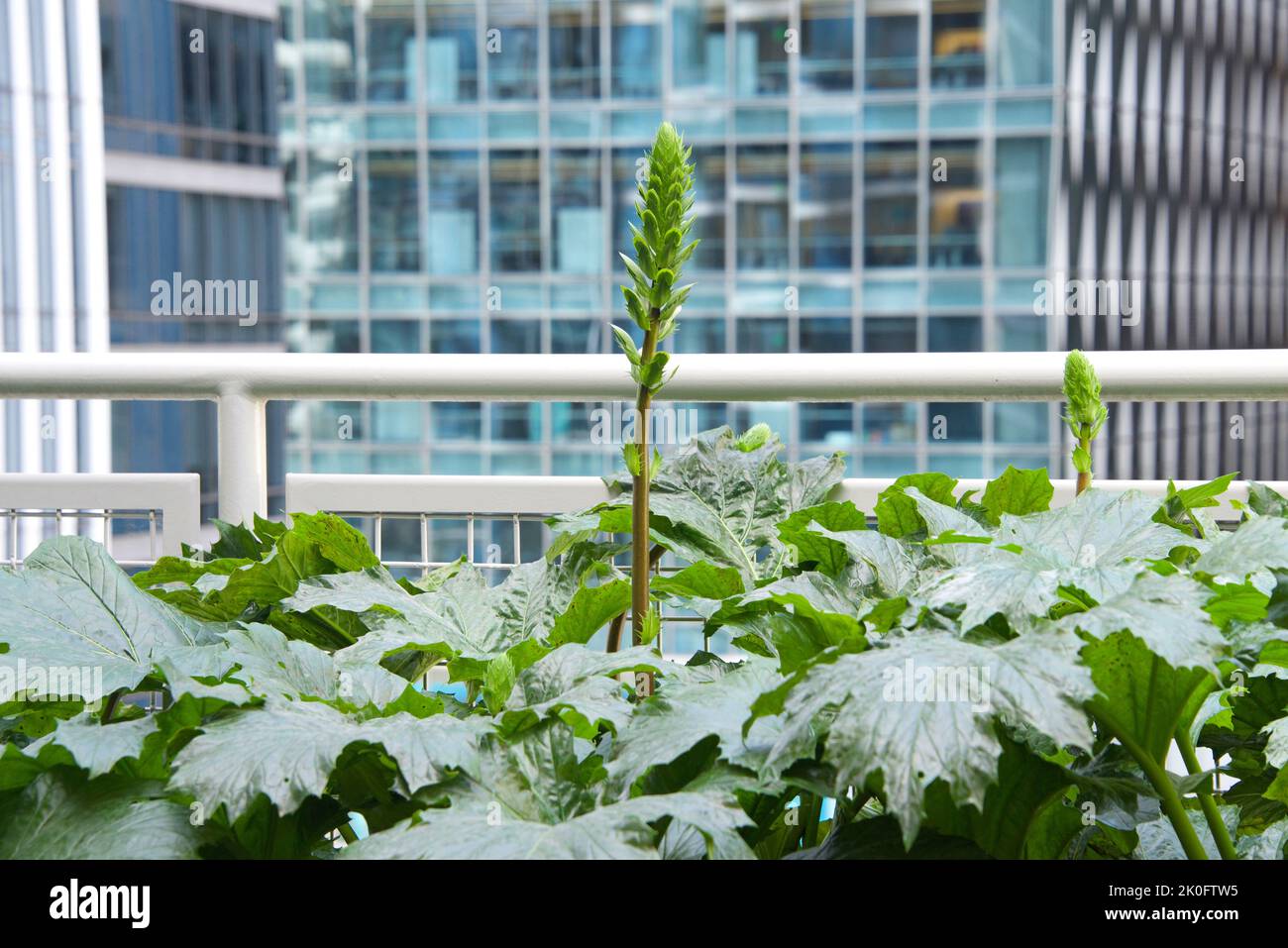 Große, grüne Pflanze, die auf dem Balkon wächst, und blühende Blumen. Fenster mit Wolkenkratzern im Hintergrund. Natur in der Stadt. Stockfoto