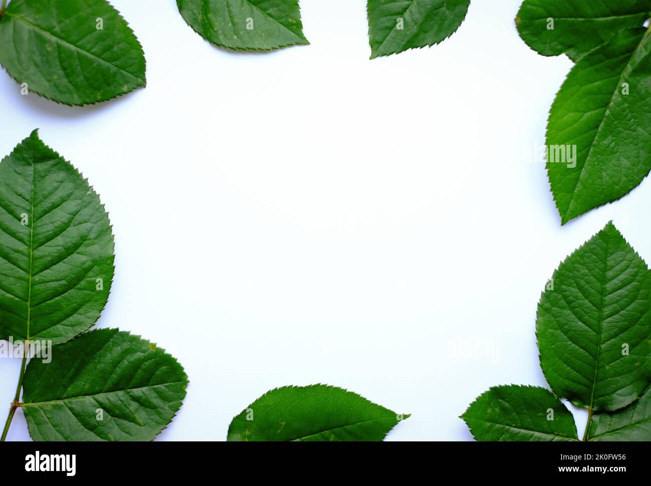 Hinterlässt die Komposition. Rahmen aus grünen Blättern auf weißem Hintergrund. Stockfoto